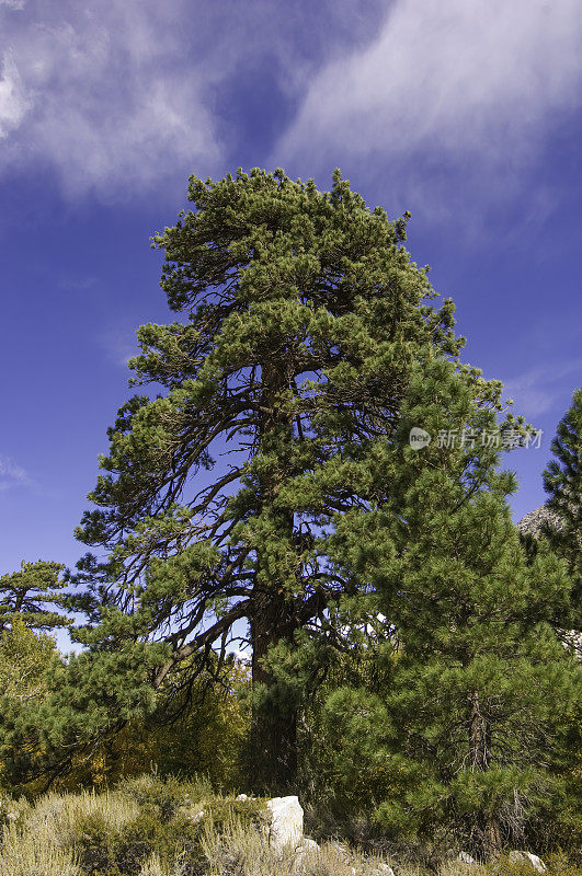 Jeffrey Pine, Pinus jeffreyi, Pine Creek, Inyo国家森林，东内华达山脉，加利福尼亚，大树，垂直图像